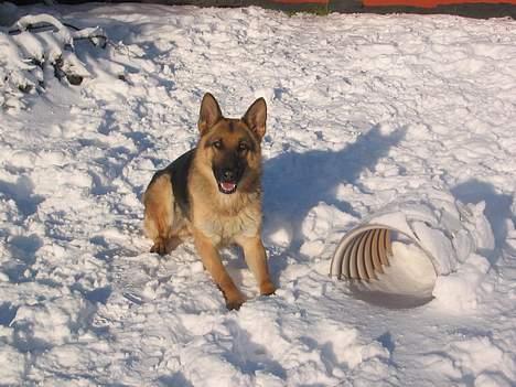 Schæferhund Sonto´s Galina (Pensionist ) - Smukke Galina i sneen 22-01-06 billede 11