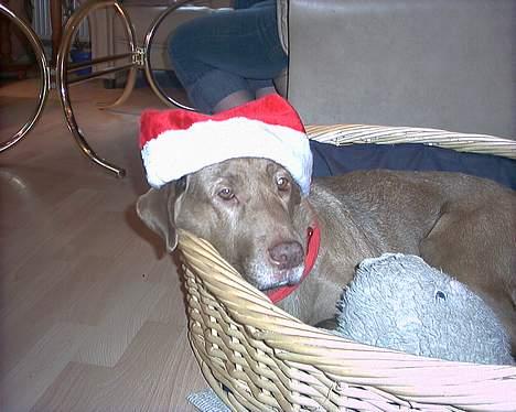 Labrador retriever Tilde billede 10