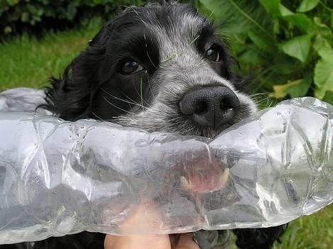 Cocker spaniel Balder - <3 billede 13