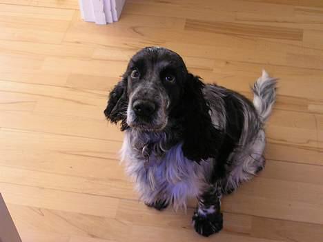 Cocker spaniel Balder - <3 billede 14