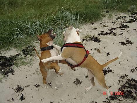 Amerikansk staffordshire terrier Kobe *R.I.P* - Jeg er farlig... LOL :) billede 15
