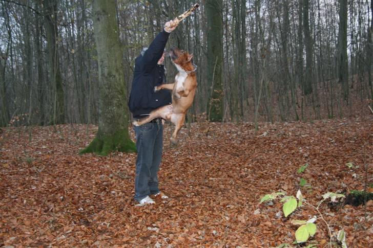 Amerikansk staffordshire terrier Kobe *R.I.P* - 23 Måneder, nu springer han også.. ;) billede 16