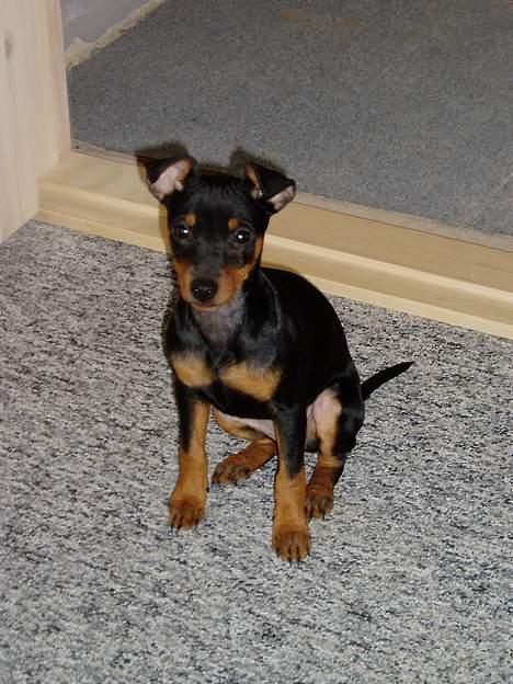 Dvaergpinscher Sativa billede 1