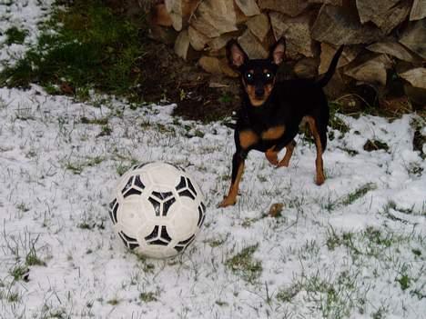 Dvaergpinscher Sativa - Se jeg spiller fodbold. billede 2