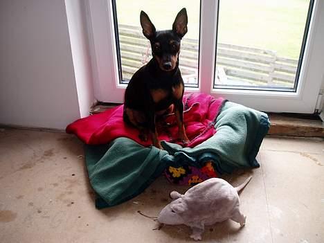 Dvaergpinscher Sativa - Her kan jeg holde vagt fra når jeg er alene hjemme. billede 3