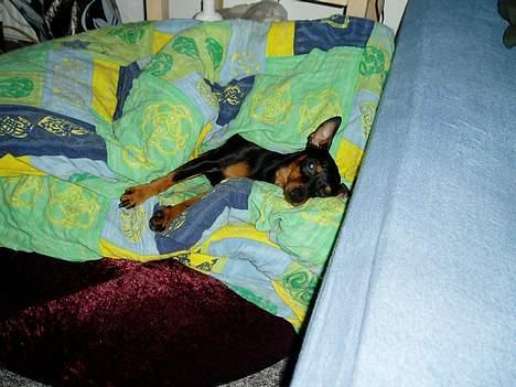 Dvaergpinscher Sativa - Her putter jeg i min sækkestol ved siden af mor og far´s seng.  billede 4