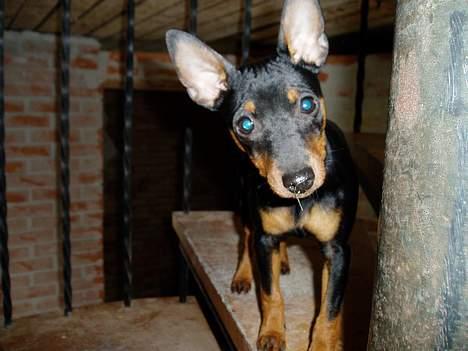 Dvaergpinscher Sativa - Her bygger far vores hus om. billede 5