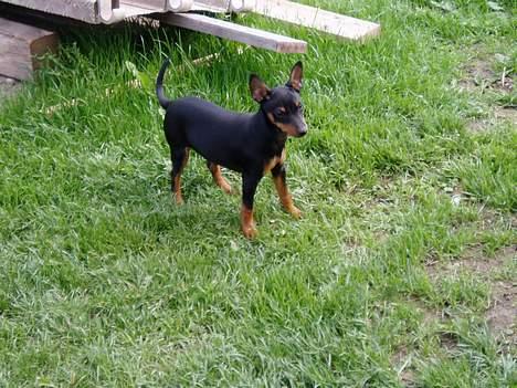 Dvaergpinscher Sativa billede 6