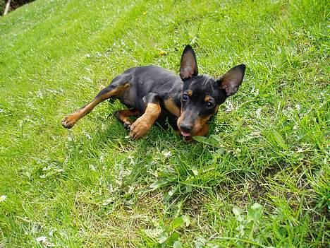 Dvaergpinscher Sativa billede 7