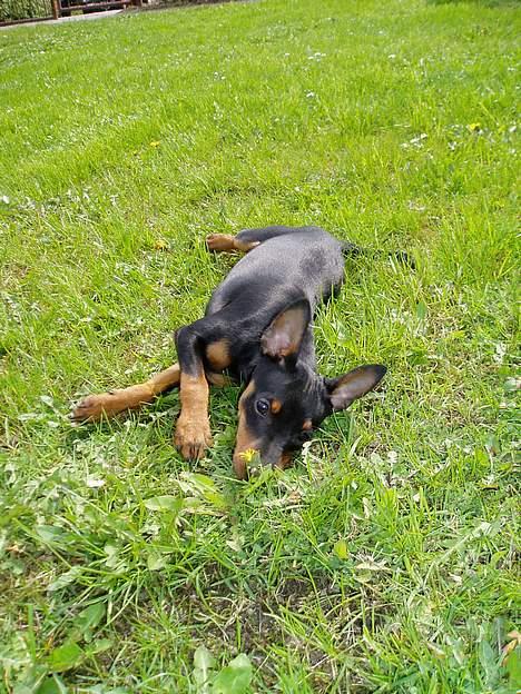 Dvaergpinscher Sativa billede 8