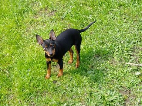Dvaergpinscher Sativa billede 9