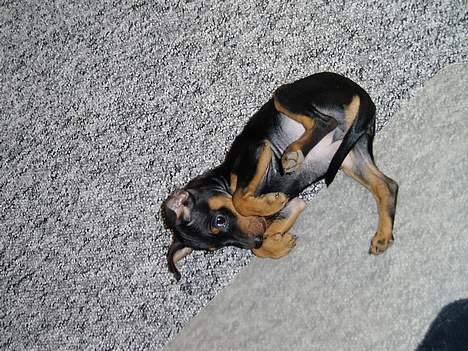 Dvaergpinscher Sativa billede 10