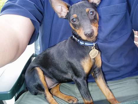 Dvaergpinscher Sativa billede 11