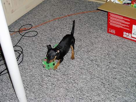 Dvaergpinscher Sativa billede 12