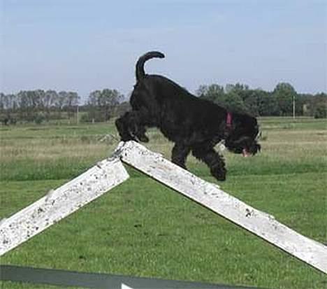 Dvaergschnauzer Coelio's Evita - Tikki - Agility sommeren 2004 billede 2