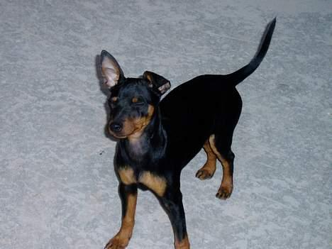 Dvaergpinscher Sativa billede 13