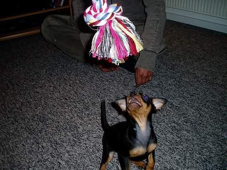 Dvaergpinscher Sativa billede 14