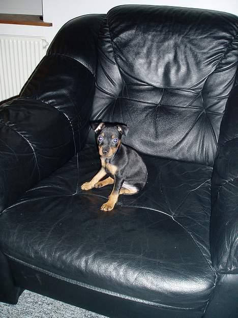 Dvaergpinscher Sativa billede 15