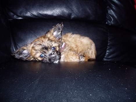 Chihuahua gucci - snupper mig lige en lille lur ;) billede 1