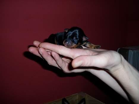 Dvaergpinscher Sativa - Her er jeg 2 dage gammel billede 16