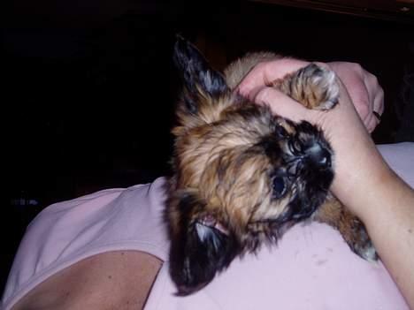 Chihuahua gucci - er jeg ikke yndig?? billede 2