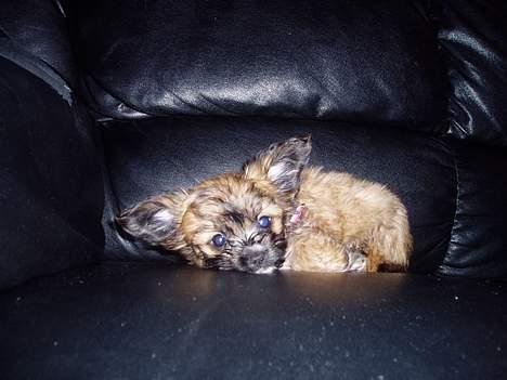 Chihuahua gucci billede 3