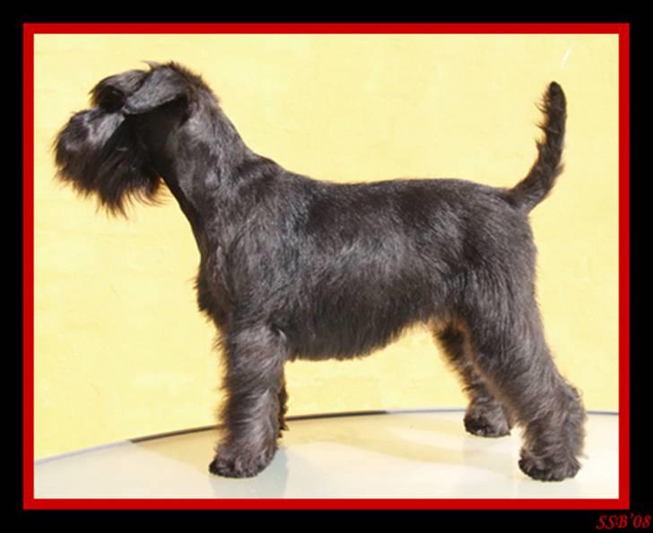 Dvaergschnauzer Sváva's Ayla - Thea - Thea udstillingsstylet - 4½ år gammel og mor til 2x5 hvalpe - efter slankekur *13-08-2008* billede 4