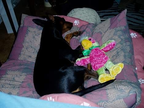 Dvaergpinscher Sativa billede 17