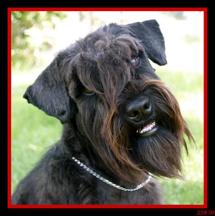 Dvaergschnauzer Sváva's Bioccolo - Tarzan - Alle Elsker Tarzan - og - han ser jo også sød ud :-) billede 1