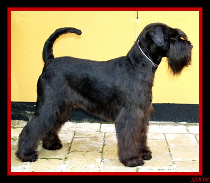 Dvaergschnauzer Sváva's Bioccolo - Tarzan - tarzan 24-01-2007 udstillingsklar :-) billede 2