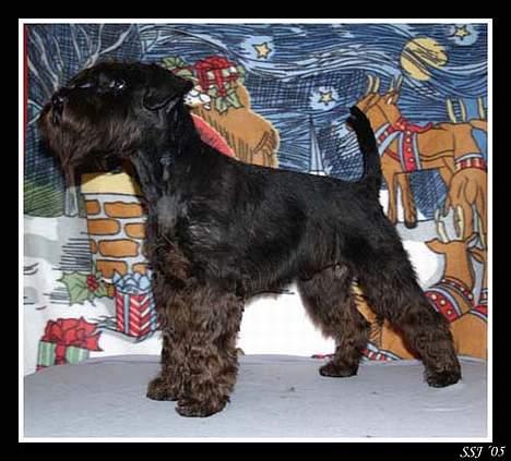 Dvaergschnauzer Sváva's Bioccolo - Tarzan - Tarzan 8 mdr billede 3