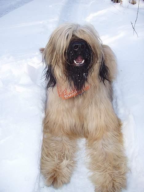 Briard Carla Maxima - Altid klar til sjov i sneen - 1 år og 8 mdr. billede 20