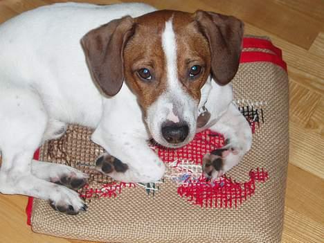 Blanding af racer Mozzi - Mozzi ligger på juletræstæppe billede 20