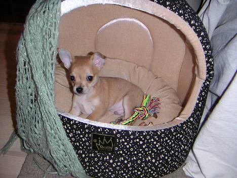 Chihuahua Samson billede 7