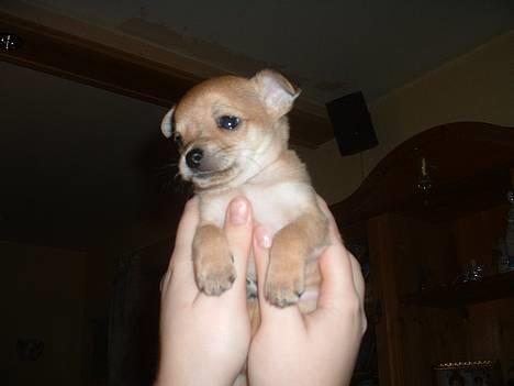 Chihuahua Samson billede 8