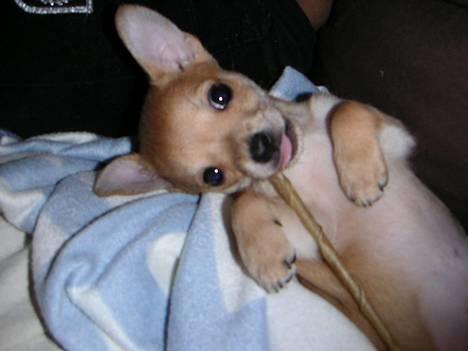 Chihuahua Samson billede 9