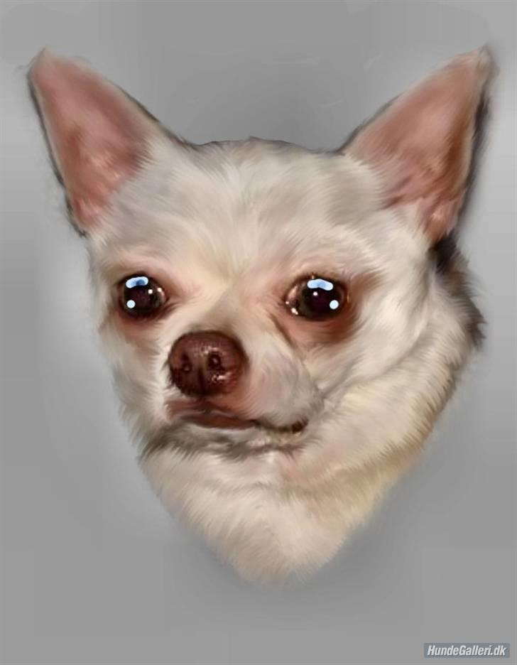 Chihuahua DKCH, KLBCH Chico - NYT 12/8 07- Vejen udstilling, 1. pr. 1. v. m. CK, CERT, res. CACIB, 2. Bedste han. Nu Dansk Champion. Tak til Henrik og Tina for billeder :) billede 1