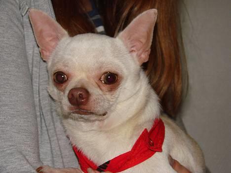 Chihuahua DKCH, KLBCH Chico - Sikke fin han er. Skal lige sige, at han har tørklæde på, for billedets skyld billede 2