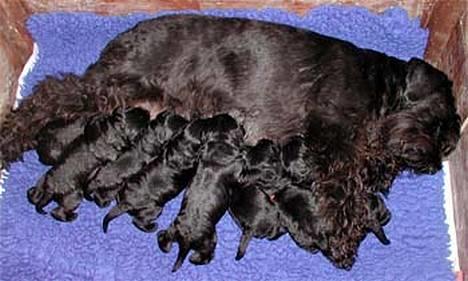 Dvaergschnauzer Coelio's Evita - Tikki - B-kuldet 20-04-2005 4 tæver og 4 hanner alle sorte (farveblandingskuld faderen er Sort/Sølv) billede 3