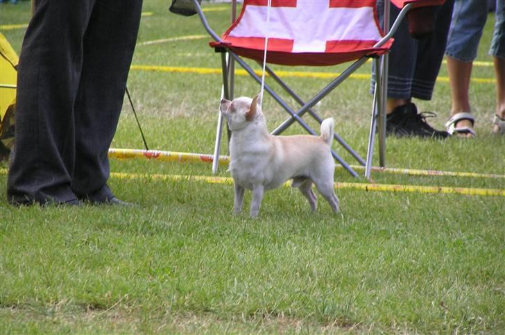 Chihuahua DKCH, KLBCH Chico - NYT 12/8 07- Vejen udstilling, 1. pr. 1. v. m. CK, CERT, res. CACIB, 2. Bedste han. Nu Dansk Champion. Tak til Henrik og Tina for billeder :) billede 3