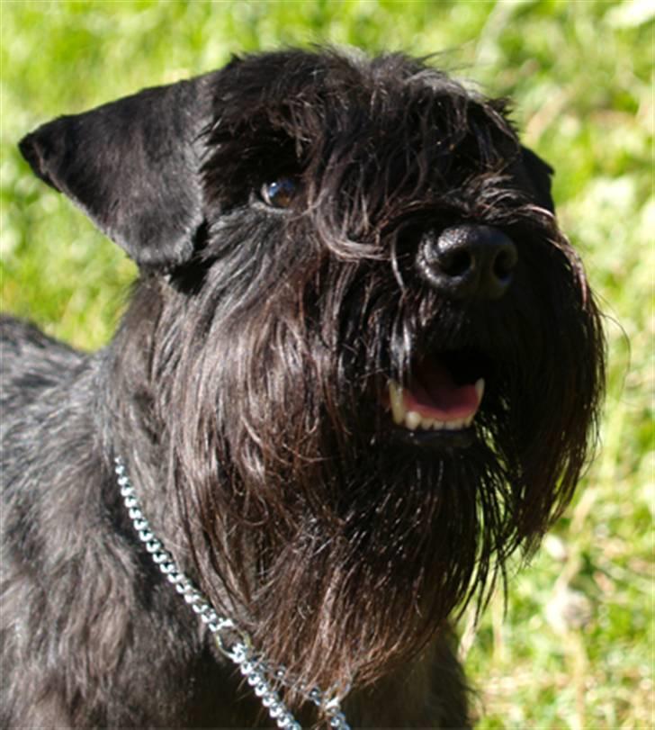 Dvaergschnauzer Sváva's Ayla - Thea - Theaportræt *Juni 08* billede 5