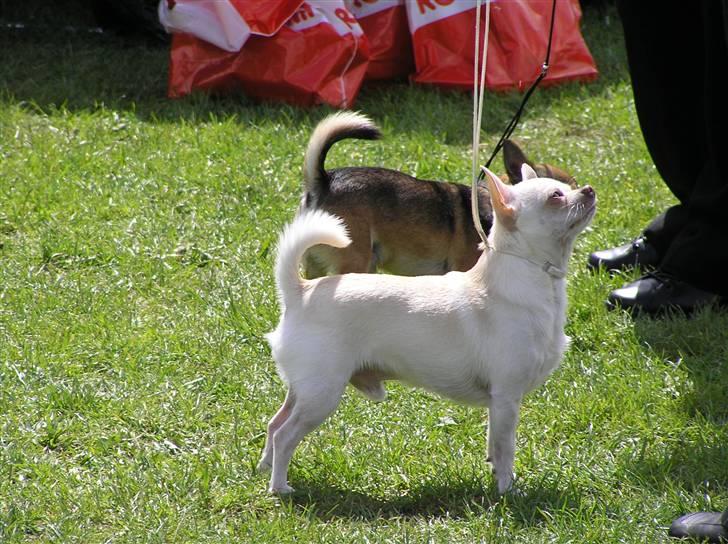 Chihuahua DKCH, KLBCH Chico - "Er det nu det gælder, mor?" billede 4