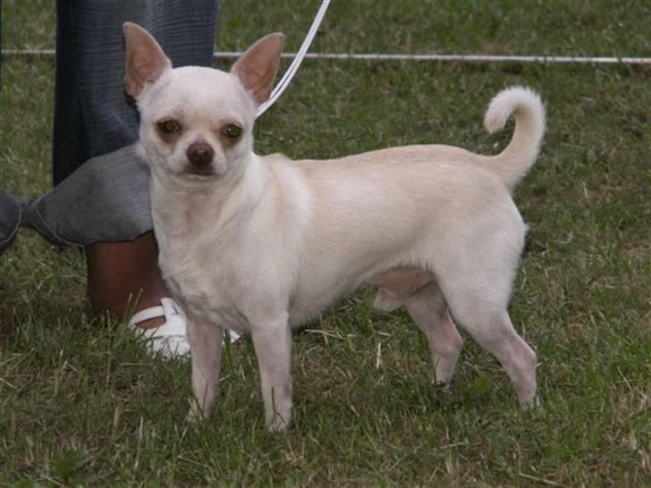 Chihuahua DKCH, KLBCH Chico - Så fin han er :) billede 5