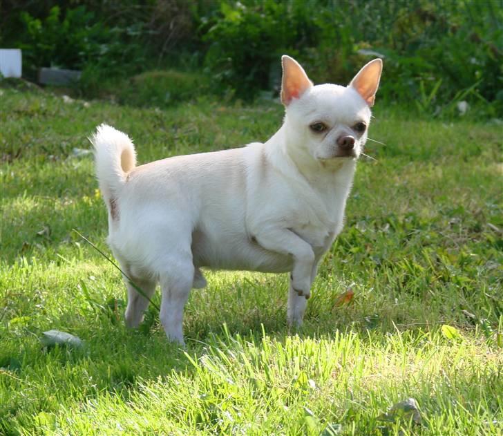 Chihuahua DKCH, KLBCH Chico - *NYT 08-09-07* billede 6