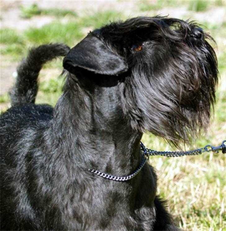 Dvaergschnauzer Sváva's Ayla - Thea - Thea portræt *juni 08* billede 6