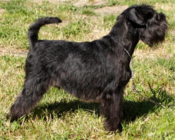 Dvaergschnauzer Sváva's Ayla - Thea - Thea udstillingsstylet - 4½ år gammel og mor til 2x5 hvalpe - før slankekur *30-06-2008* billede 7