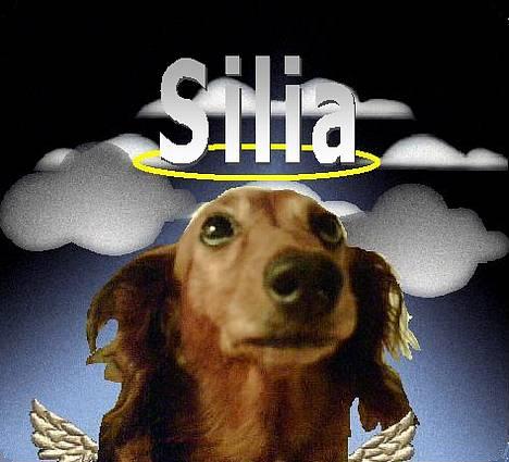 Gravhund Silia Rip (15/6 07) - En lille uskyldig engel billede 12