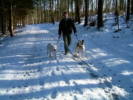 Amerikansk bulldog Miss sophy billede 7