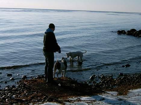 Amerikansk bulldog Miss sophy billede 8