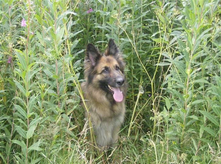 Schæferhund Zita <3 - I en stor blomsterbusk-ting ude på gåtur :) billede 13